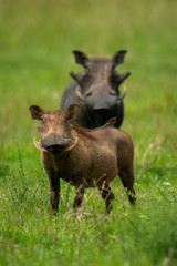 Two common warthog stand in tall grass