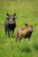 Two common warthog stand in long grass