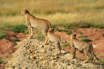 Fototapeta na wymiar Two cubs follow cheetah up gravel pile