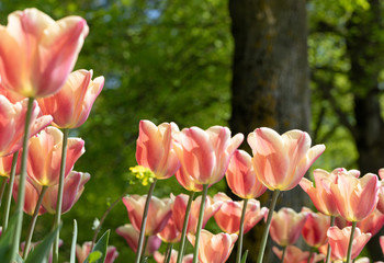 Tulip. Festival. Nature. Garden. Flora. Plant. Orange