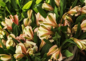 Peruvian  lily closeup