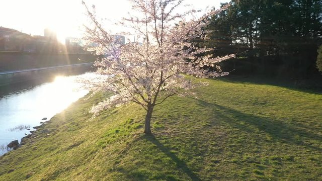 Drone  aerial view of the cherry blossom trees in Kaunas, Lithuania