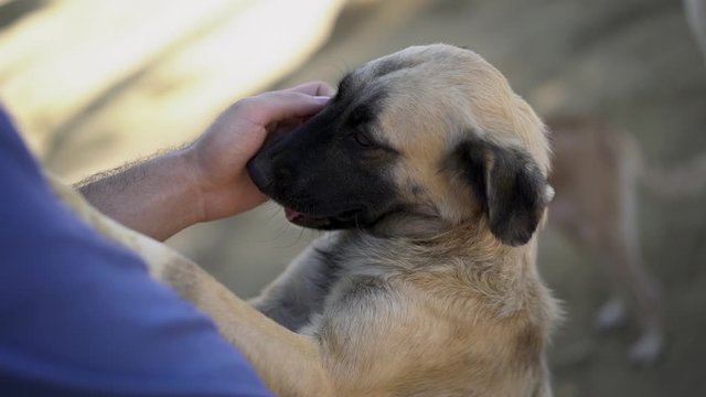 Petting stray happy dog in street in brazil