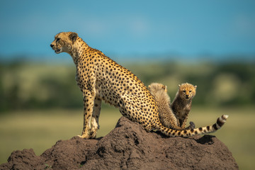 Two cubs sitting behind cheetah on mound