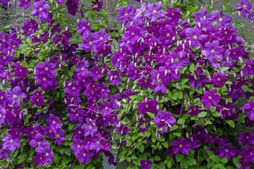 Blossom violet clematis flower