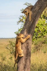 Two lion cubs climb tree in savannah