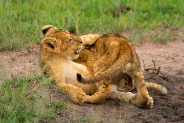 Two lion cubs in grass play fight