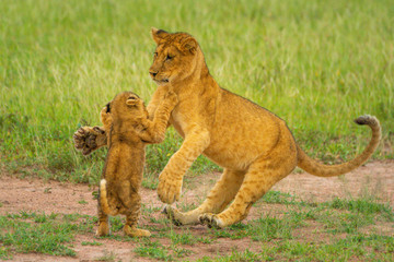 Two lion cubs fighting on hind legs