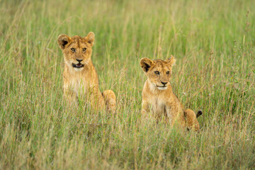 Fototapeta na wymiar Two lion cubs look right in grass