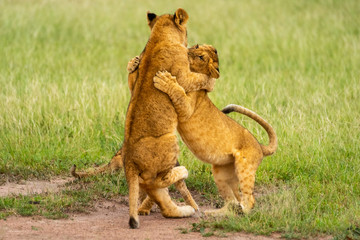 Two lion cubs on hind legs fighting