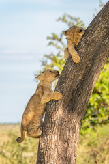 Two lion cubs on trunk in savannah