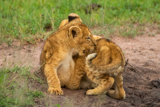 Two lion cubs play fight in sand