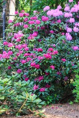Fototapeta na wymiar Blossom rhododendrons in the botanical garden 