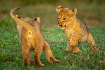 Two lion cubs play fighting on grass