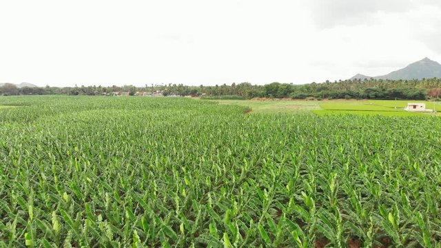 A Huge Field of Banana Plants. In just one acre of Banana Plants, you can conservatively feed nine people for an entire year.