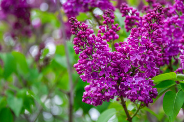Spring branch of blossoming lilac, Green branch with spring flowers. Lilac flowers on tree in garden.