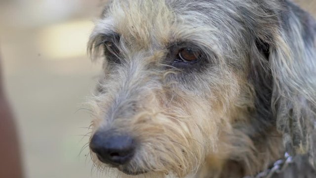 Sad street dog in brazil closeup