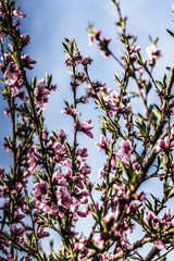 Beautiful peach blossom in spring time over blue sky. Blossom tree over nature background