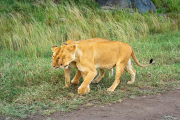 Fototapeta na wymiar Two lionesses cross grass nuzzling each other