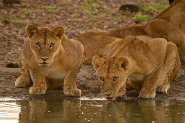 Fototapeta na wymiar Two lionesses drink from muddy water hole