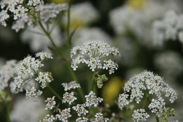 White pipwort grows as weeds along the roads in the Netherlands