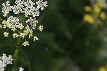 White pipwort grows as weeds along the roads in the Netherlands with a damselfly on it