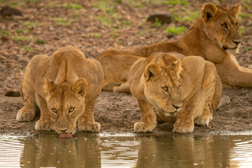 Two lionesses drinking from muddy water hole