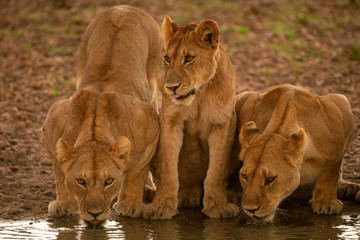 Two lionesses drink from pond with cub