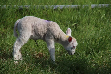 Naklejka na ściany i meble newborn lambs frolicking through the grass with their mother on a farm in Bleiswijk, the Netherlands