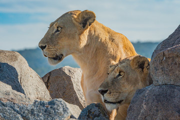 Two lionesses lie and sit by rocks
