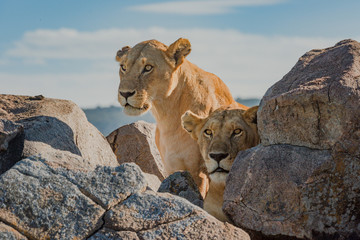 Two lionesses lie and sit among rocks © Nick Dale