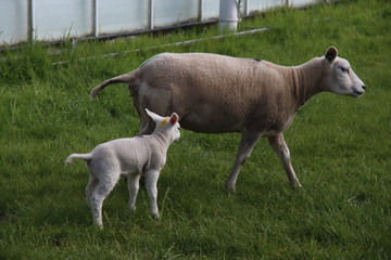 newborn lambs frolicking through the grass with their mother on a farm in Bleiswijk, the Netherlands
