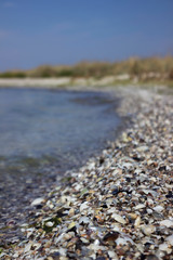 A lot of seashells, background. Beach of whole and broken seashells from the Black Sea of ​​different species on the Kinburn Spit, Ukraine