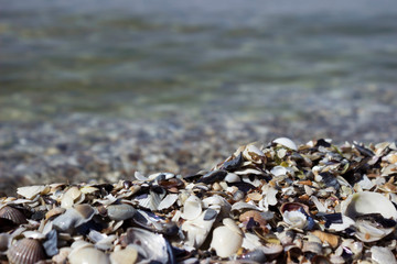 A lot of seashells, background. Different seashells from the Black Sea on Kinburn Spit, Ukraine