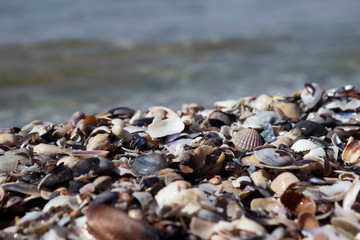 .A lot of seashells, background. Beach of whole and broken seashells from the Black Sea of ​​different species on the Kinburn Spit, Ukraine