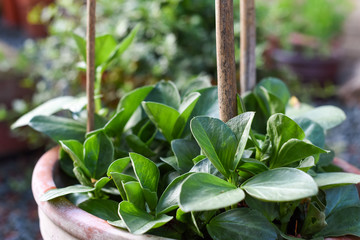 Obraz na płótnie Canvas Vegetables growing in a pot in a home garden