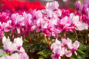 Close up of pink cyclamen flowers blossom in flower garden