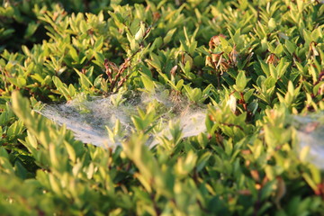 Spider webs wet with dew in hedges during sunrise in the town of Nieuwerkerk aan den IJssel