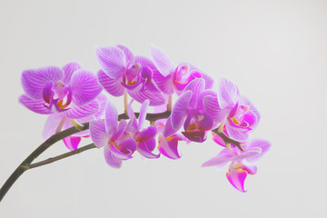 les fleures d'orchidée  © OlgaFet
