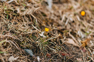 Spring time 2020, nature is waking up. Yellow snowdrops on the grass.