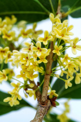 Bouquet of Sweet osmanthus or Sweet olive flowers blossom on white background