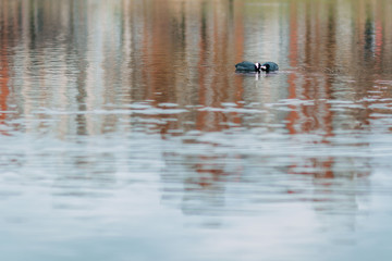 Spring time 2020, nature is waking up. Lake in spring. Birds on the lake. Sea birds.