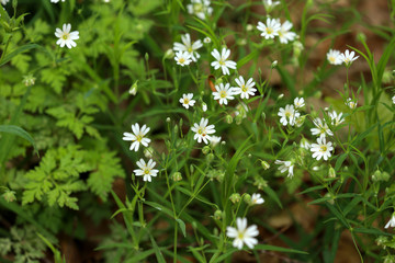 Small white flowers bloom in the forest in spring