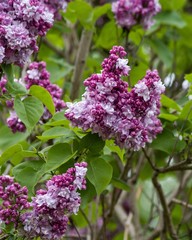 Lilac flowers on a branch