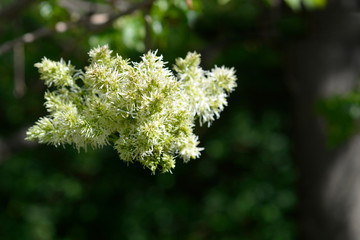 Flowering ash