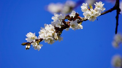 Frühlingsblüten