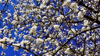 Frühlingsblüten