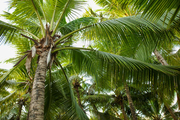 Fototapeta premium Large green branches on coconut trees