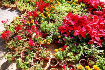 Beautiful red flowers on the nature