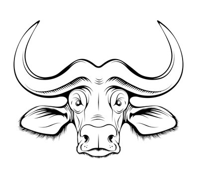 African buffalo. Cape Buffalo. hunting sport open season. Black bull of cape buffalo or desert buffalo with large horns for safari tour, sketch tattoo, mascot, logo, t-shirt or hunter club symbol